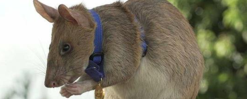 彷徨四顾打一正确生肖