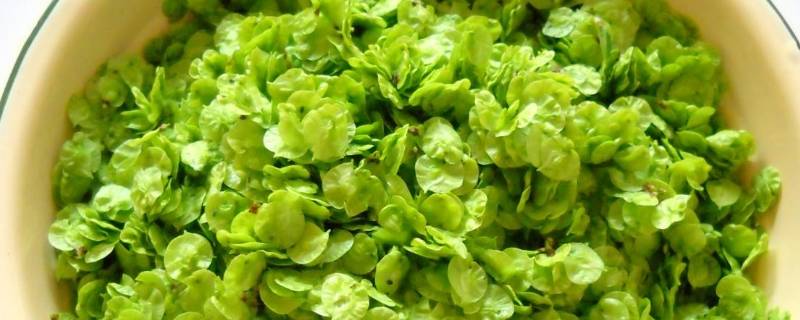 榆钱的保存方法