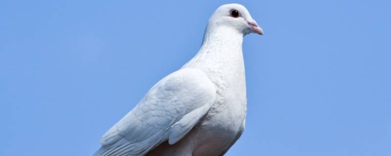 有掠食的鸽子吗