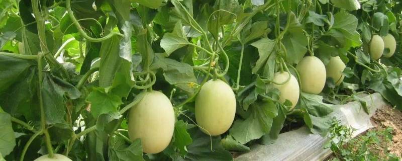 小麦酥含糖量高吗