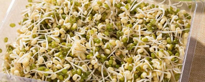 绿豆芽怎样保存更持久